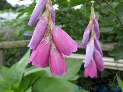 Dierama pulcherrimum